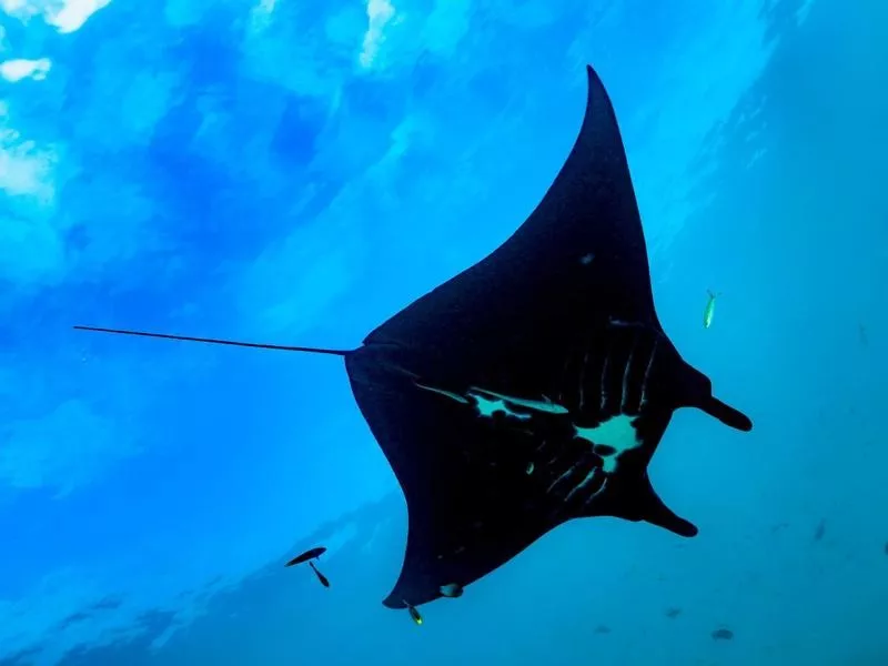 Giant Manta Ray