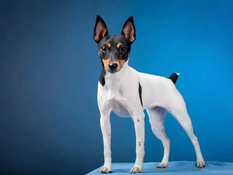 Toy Fox Terrier