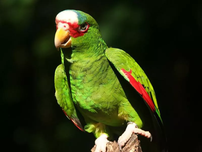 Red Lored Amazon