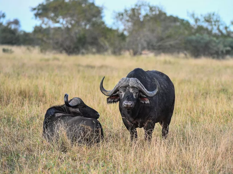 Buffalo couple