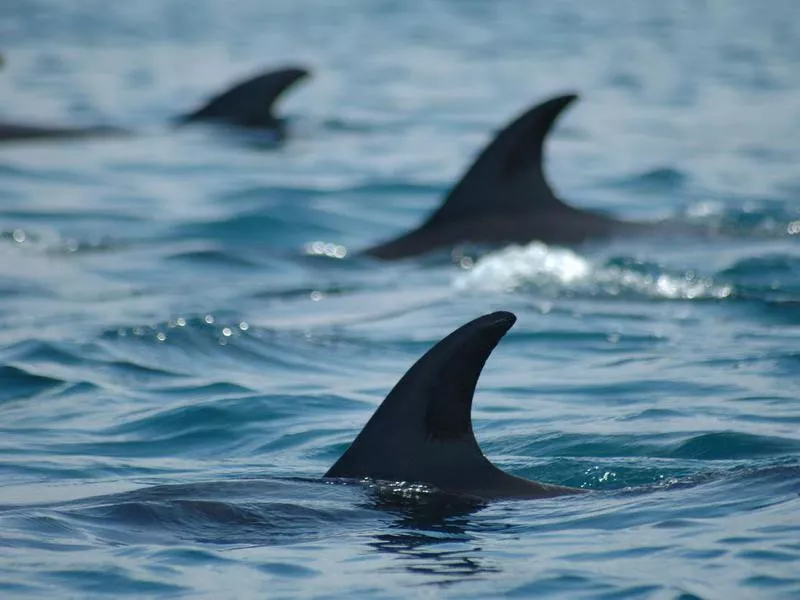 Dolphins in the Galapagos Islands