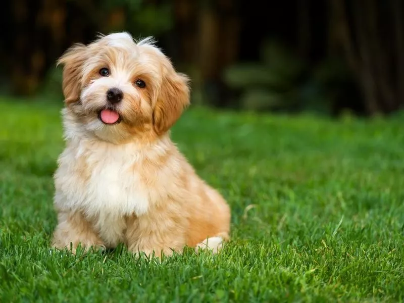 Havanese