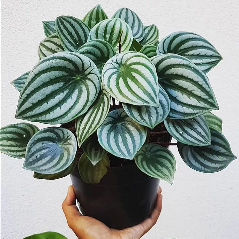 Watermelon Peperomia