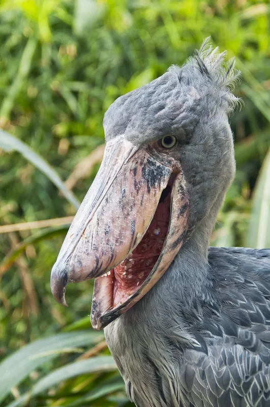 Shoebill with open beak