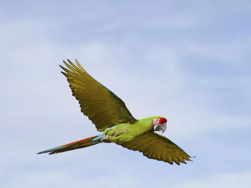 Military Macaw