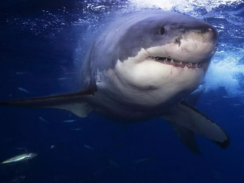 Great White Shark