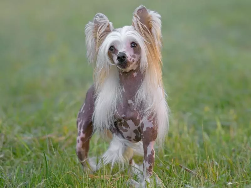 Chinese Crested