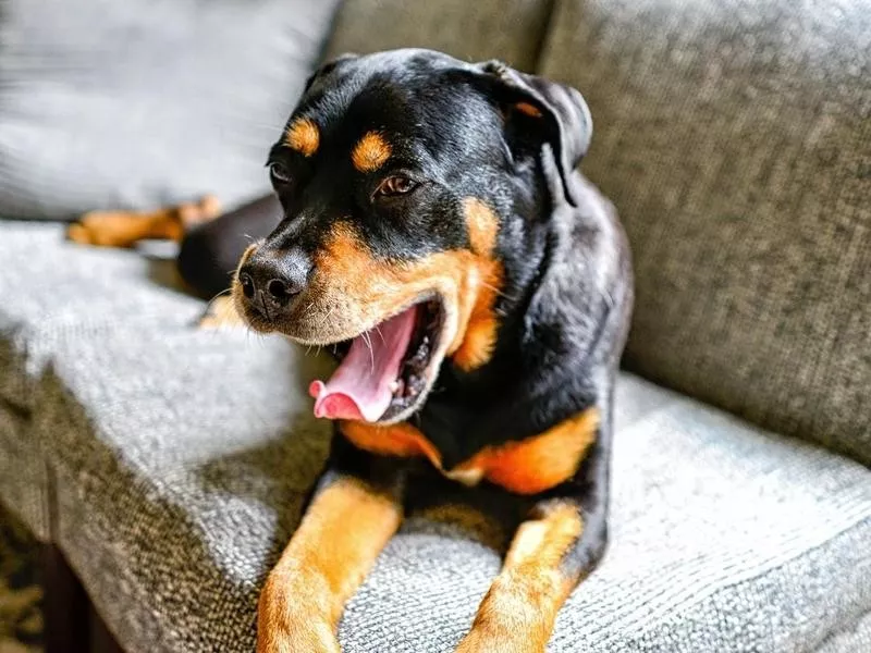 Rottweiler