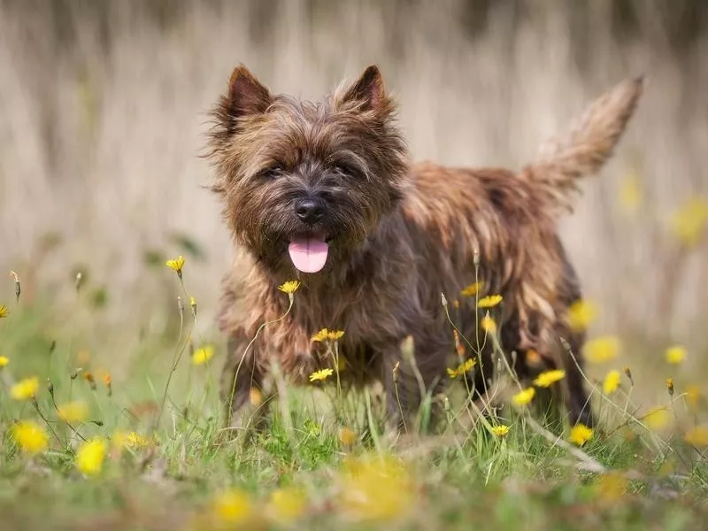 Cairn Terrier