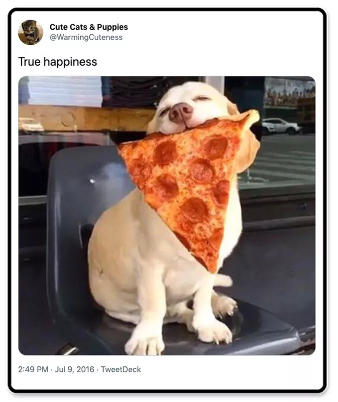 Dog with a pizza slice