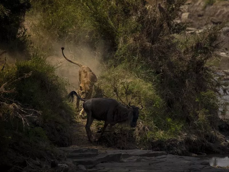 Lion Out for a Hunt