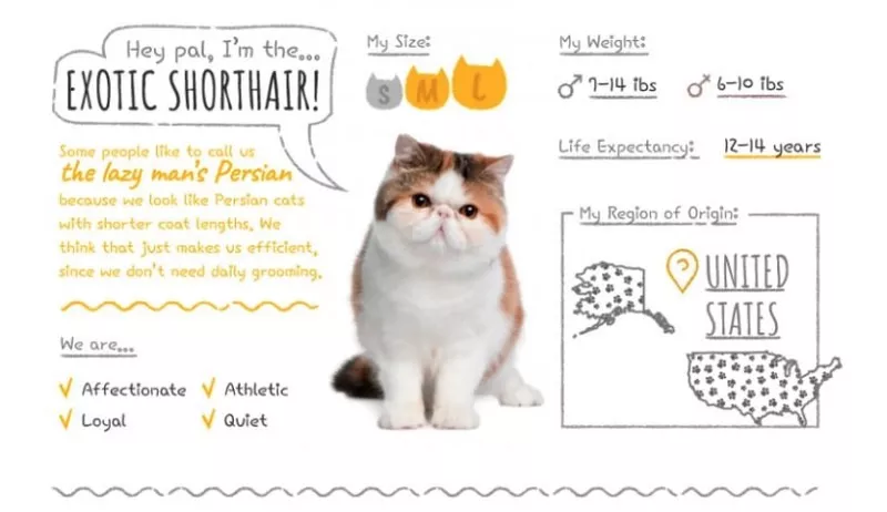 Exotic Shorthair Summary