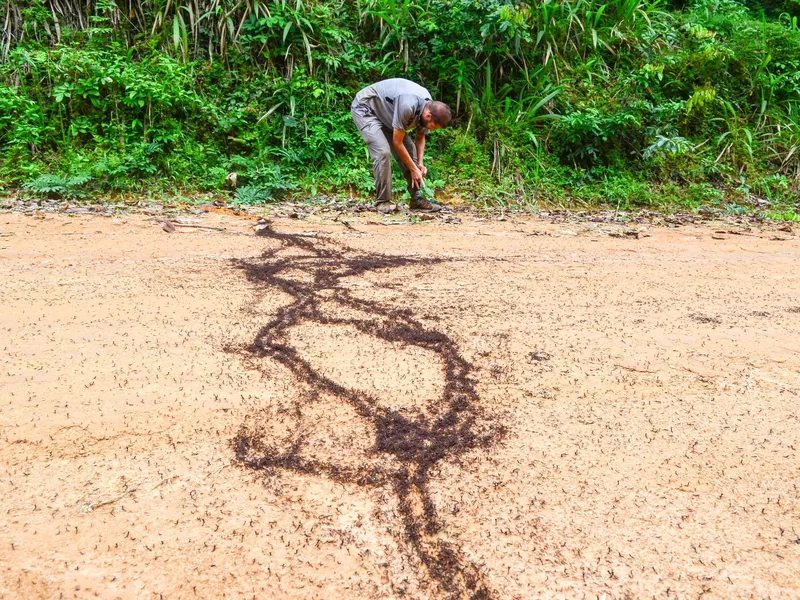 Group of Siafu African Driver Ant