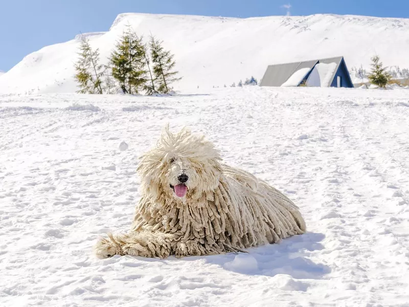 Hungarian white purebred puli breed dog