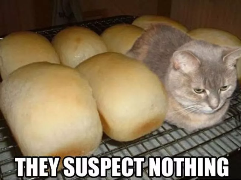 Loaf cat meme