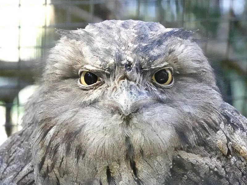 frogmouth