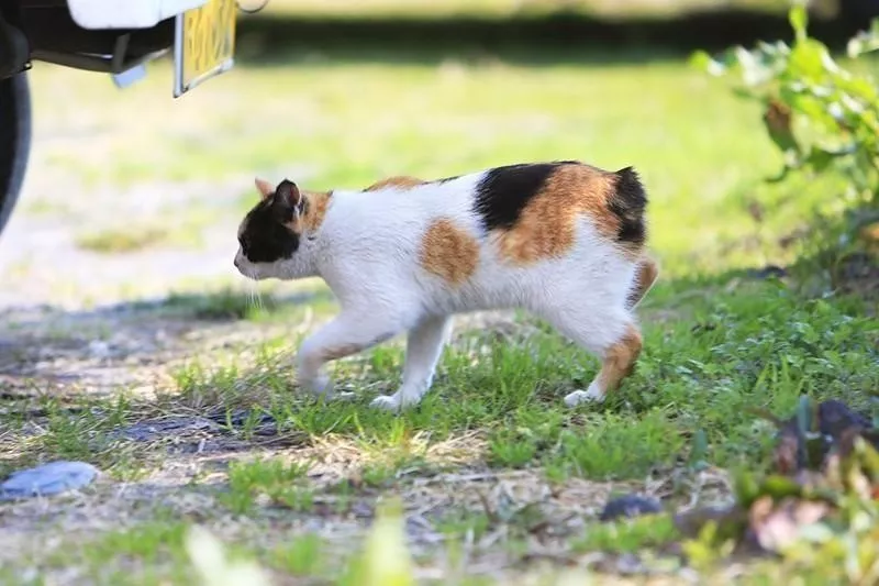 Japanese Bobtail