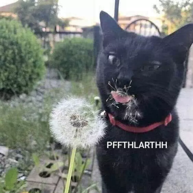 Black cat eating a dandelion