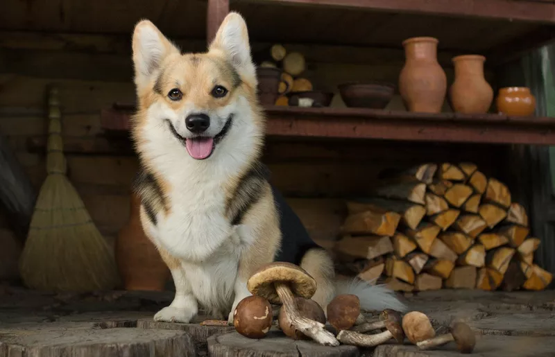 Dog rests after a walk for mushrooms