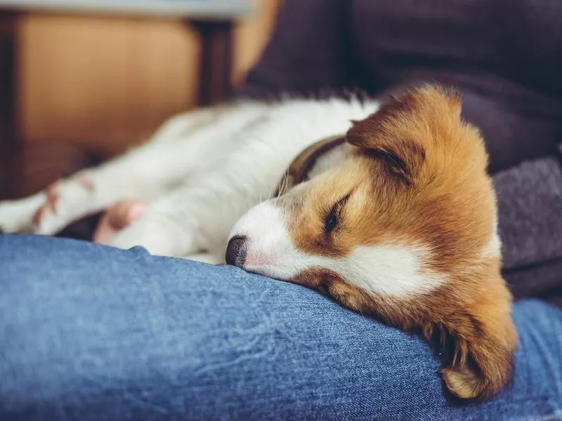 Puppy sleeping and dreaming