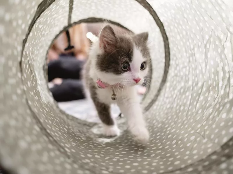 Cute kitten in a tunnel