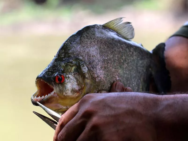 big piranha - Amazon, Brazil, South America