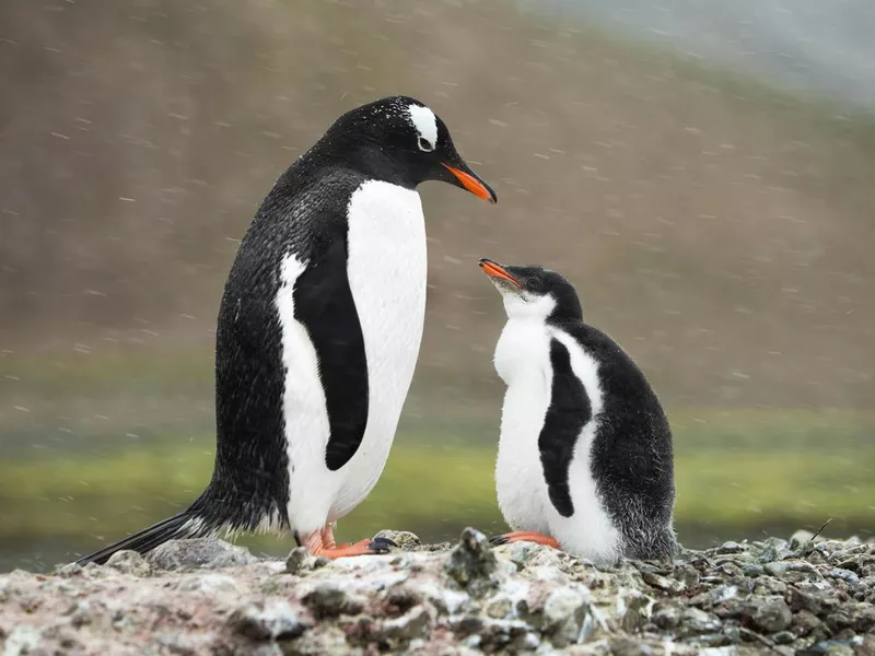 Penguin Family