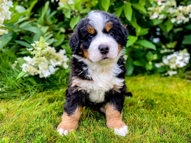 Puppy of Bernese Mountain dog sitting on the grass in the garden. Puppy with flowers.