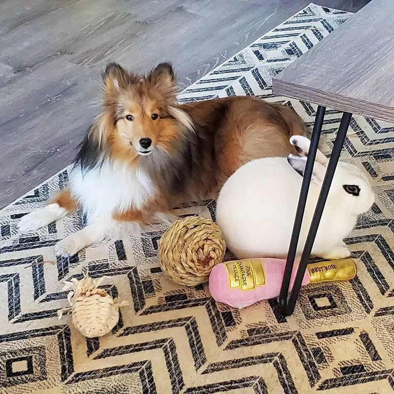 Sheltie and rabbit