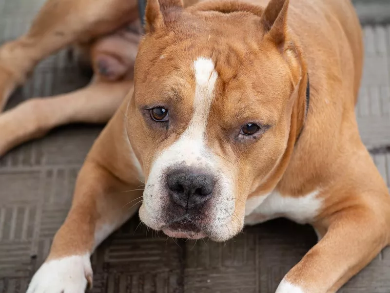 American bulldog close-up