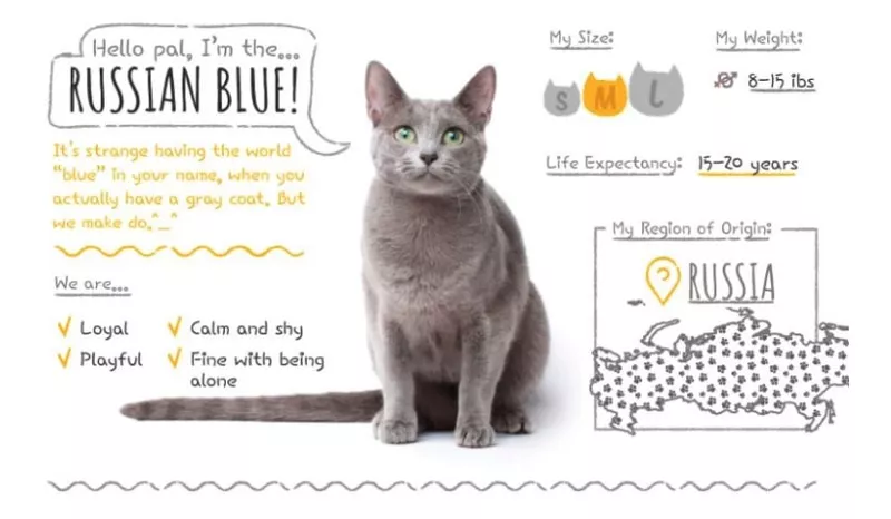 russian blue