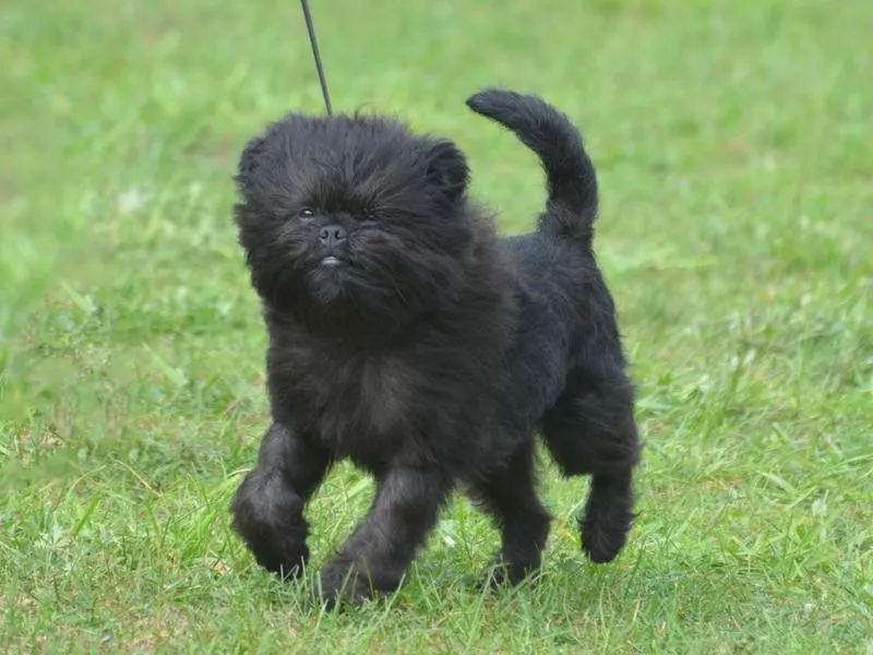 Affenpinscher