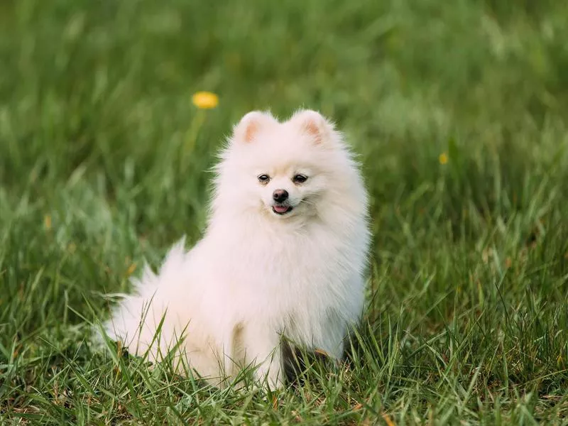 pomeranian