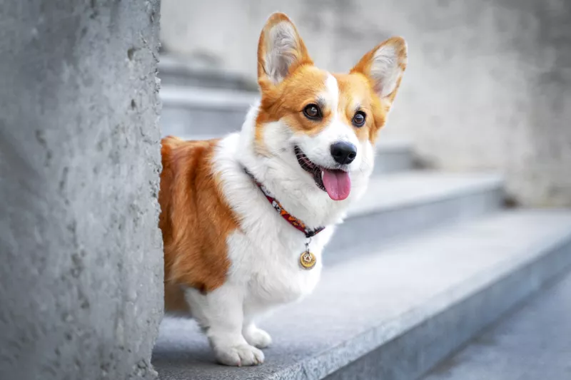 Cute Welsh Corgi dog sitting on the steps