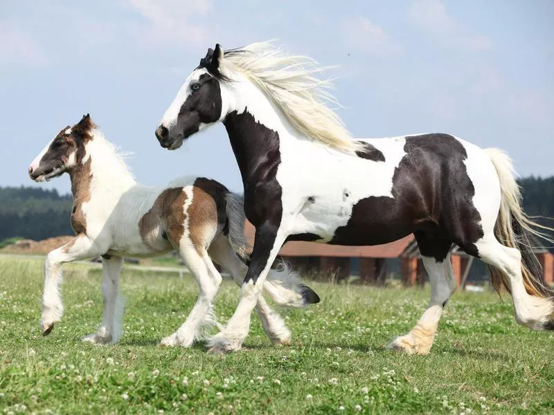 Gypsy horse