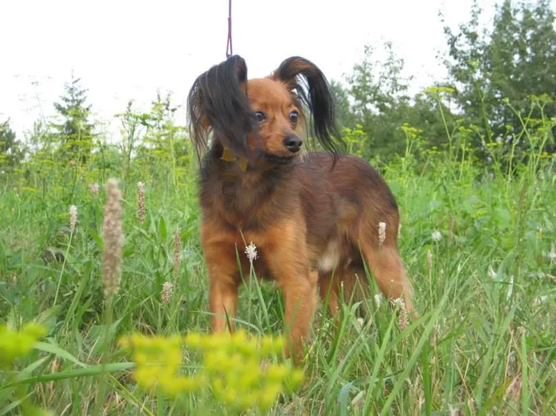 Russian toy terrier