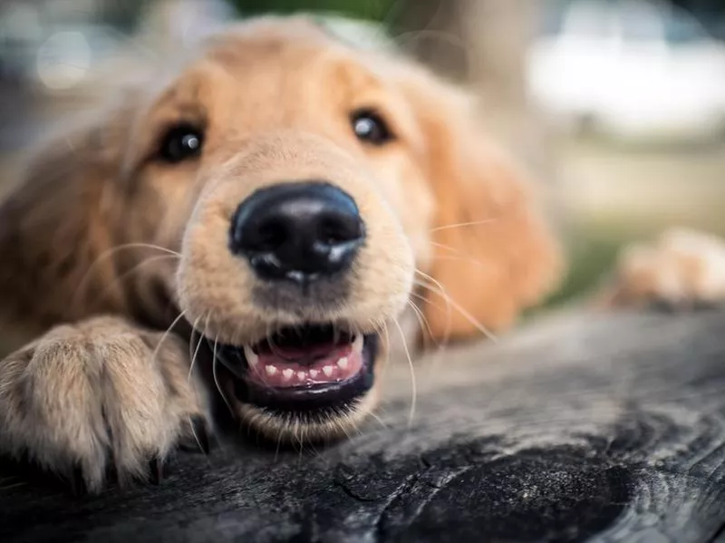 Golden retrievers rarely bark