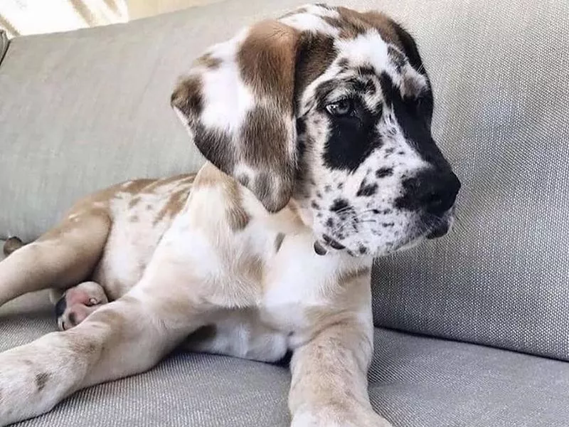 Great Dane puppy