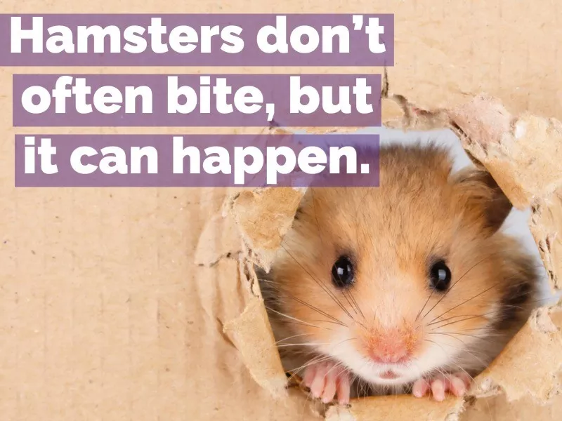 hamster