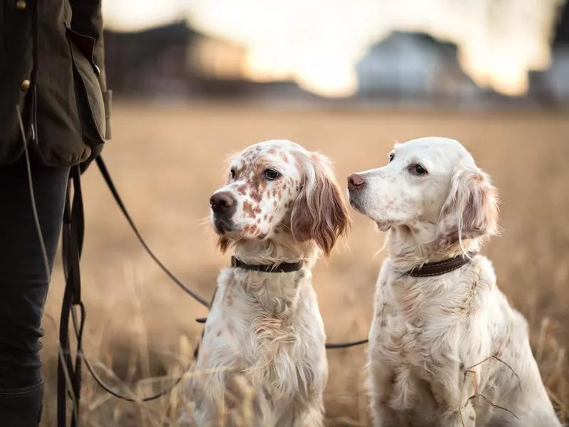 English Setter