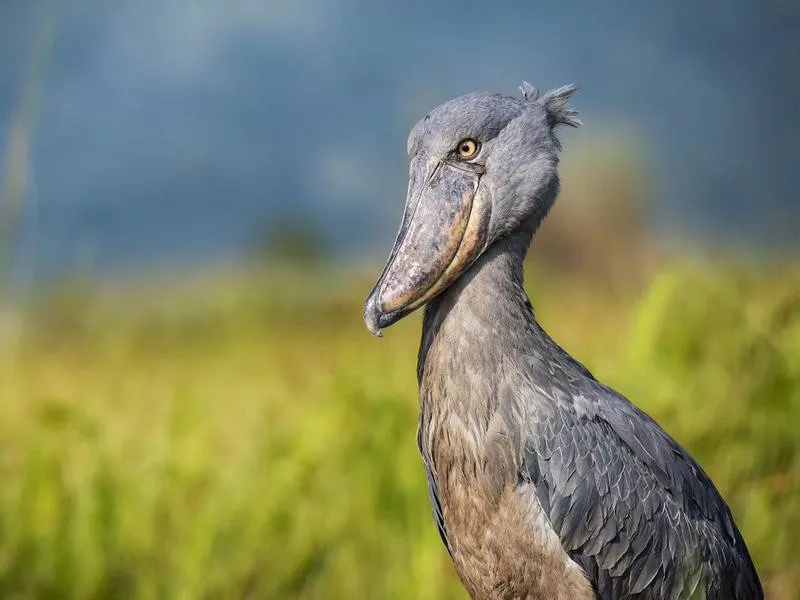 Shoebill