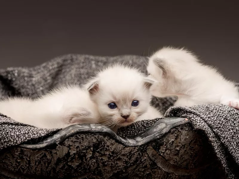 ragdoll baby cats