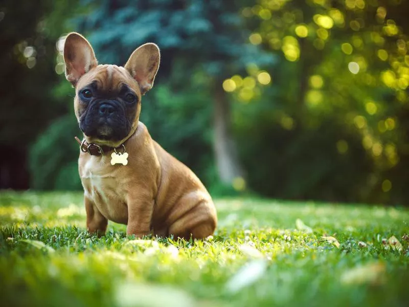 French bulldog