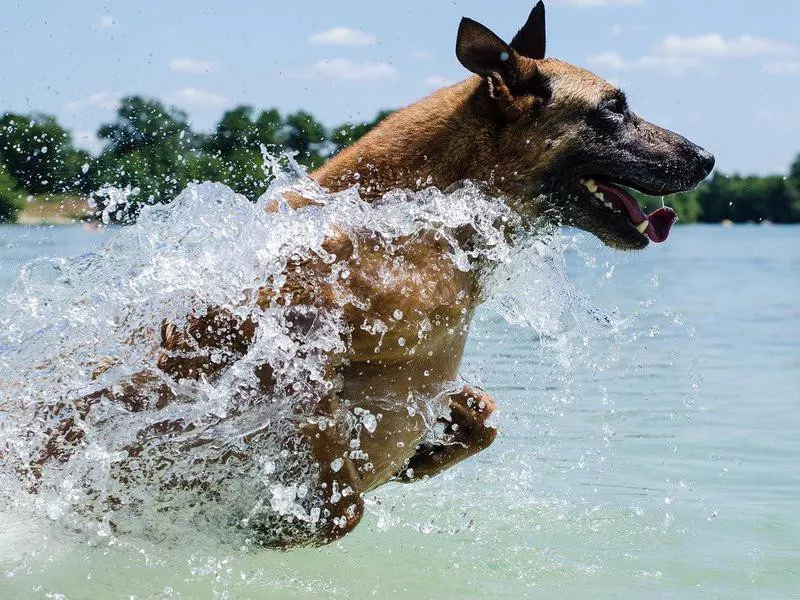 Playful Belgian Malinois