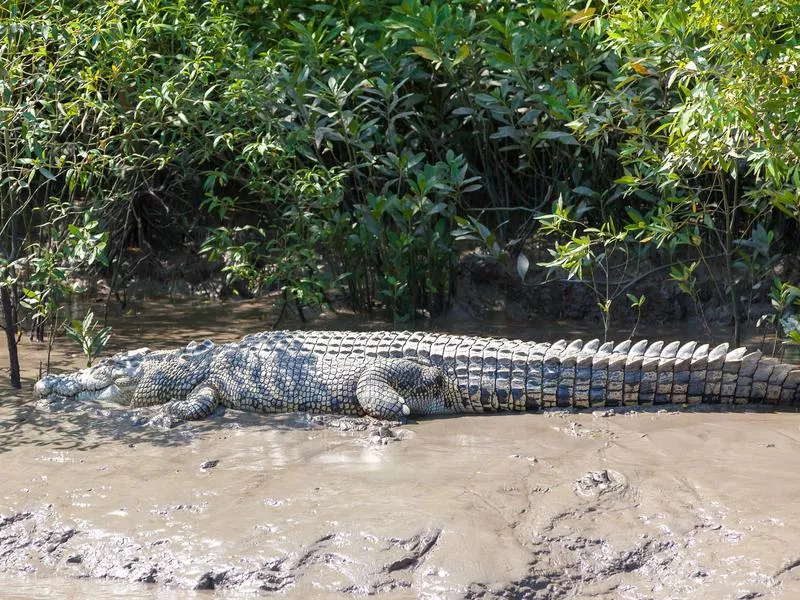 Saltwater crocodile in mud