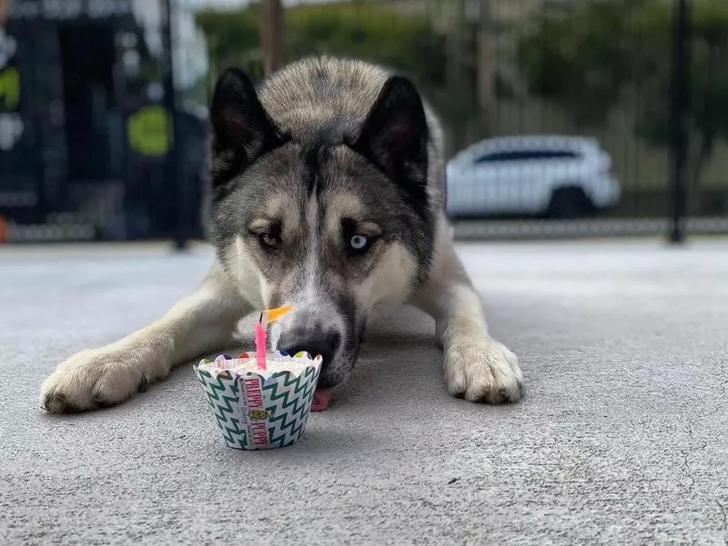 dog eating cupcake