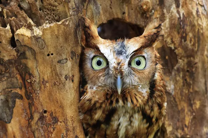 Eastern screech owl