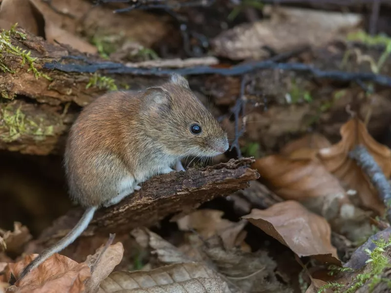 Mouse in leaves