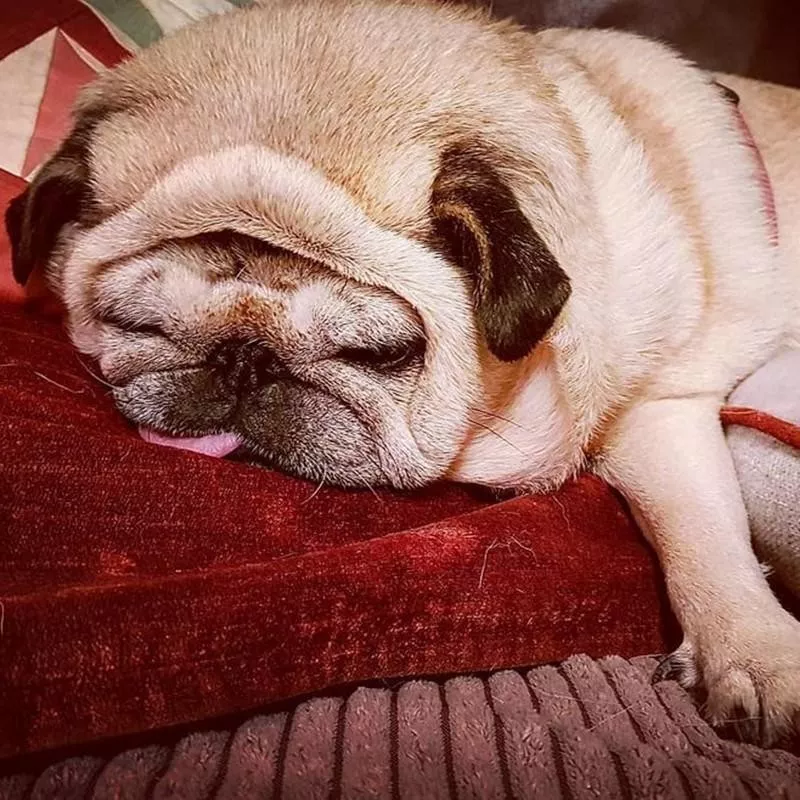 sleeping pug