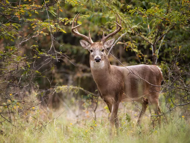 White-tailed deer